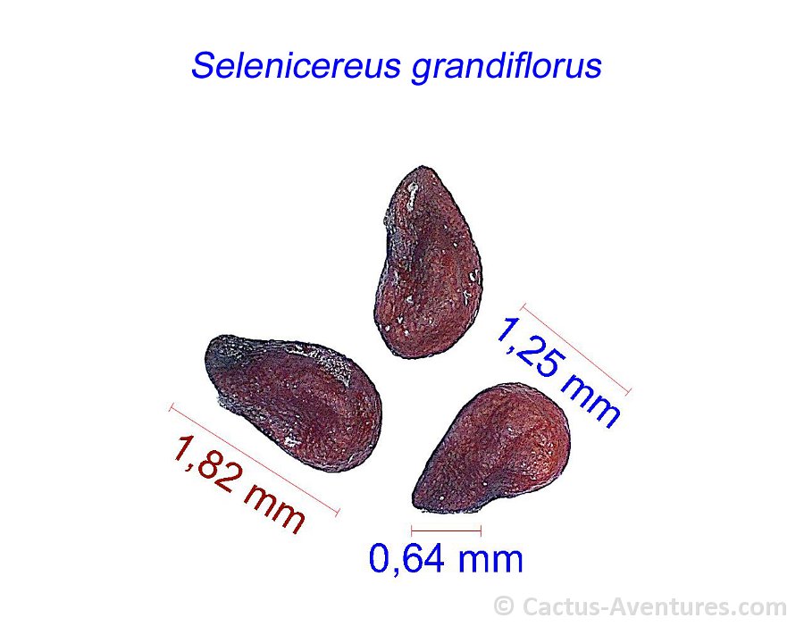 Selenicereus grandiflorus JMA